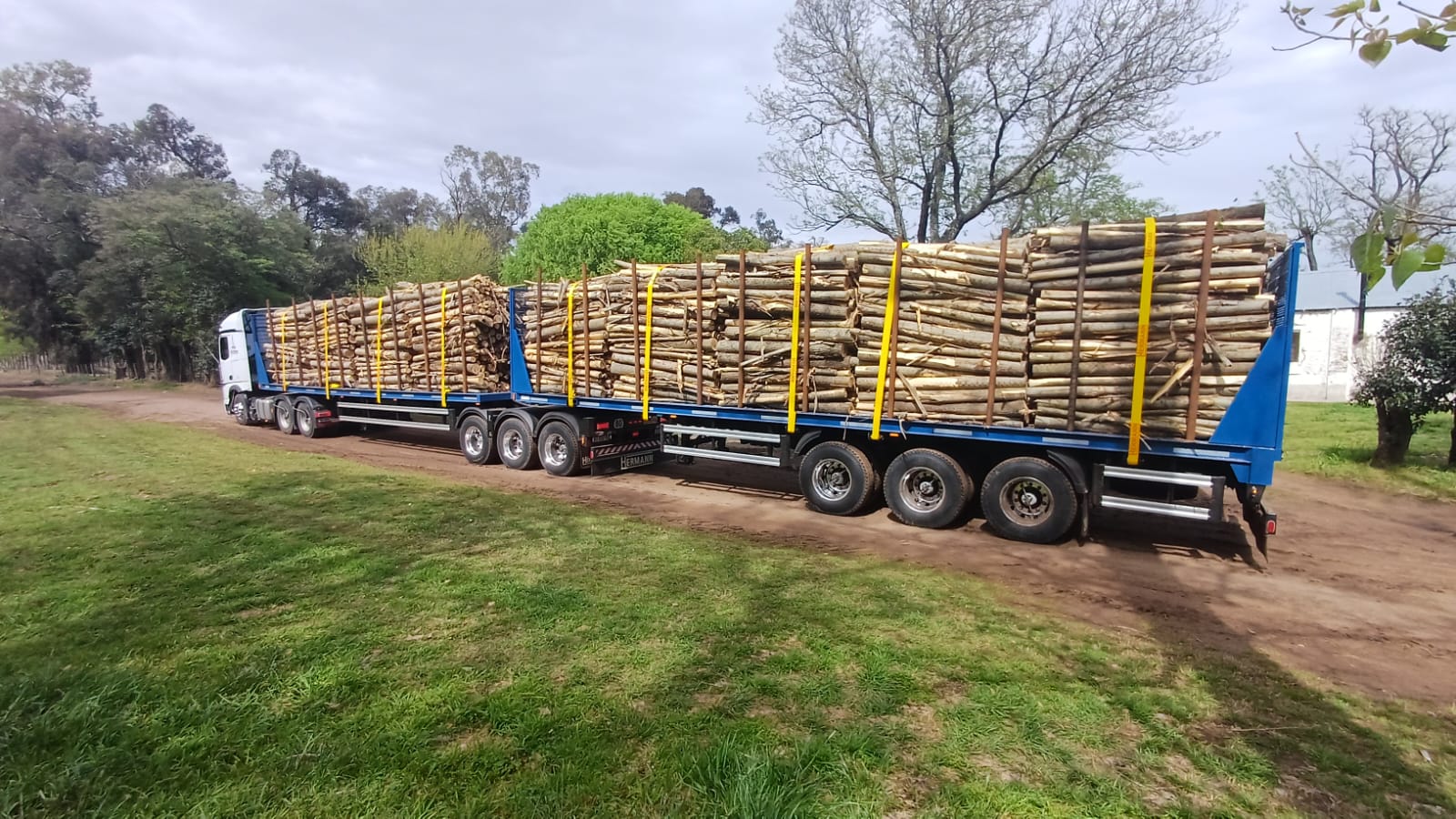Bitrén de Papel Prensa con dos semirremolques cargados de troncos de madera